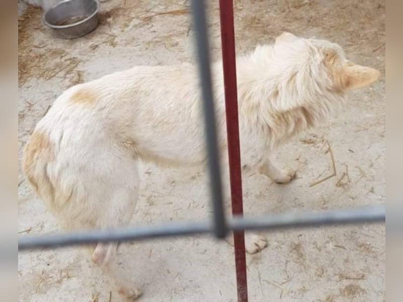 Scheuer Aves sucht ein Zuhause oder eine Pflegestelle!