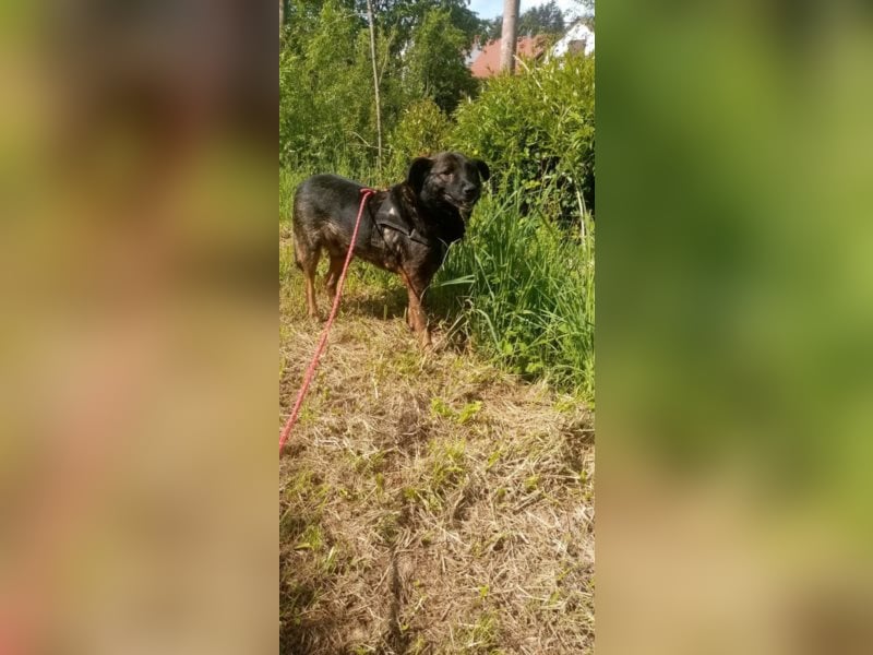 Perro sucht in 67806 Rockenhausen(RLP) sein Zuhause