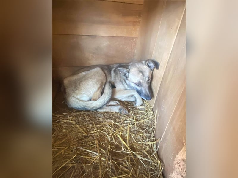 Hailey sucht ein Zuhause  