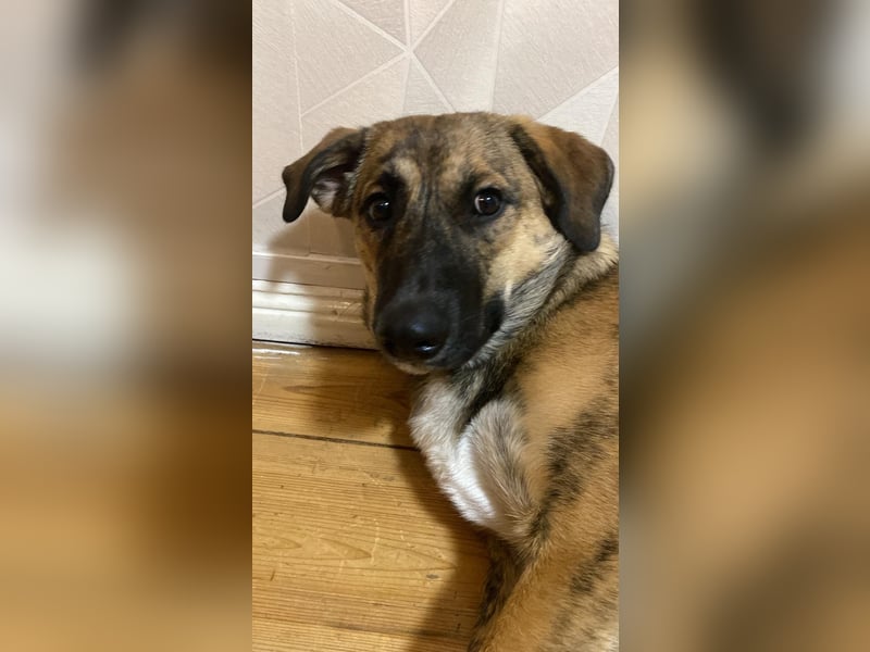 Goldi sucht sein Für Immer Zu Hause