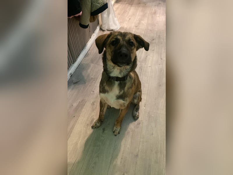 Goldi sucht sein Für Immer Zu Hause