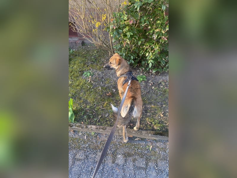 Goldi sucht sein Für Immer Zu Hause