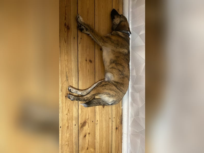 Goldi sucht sein Für Immer Zu Hause