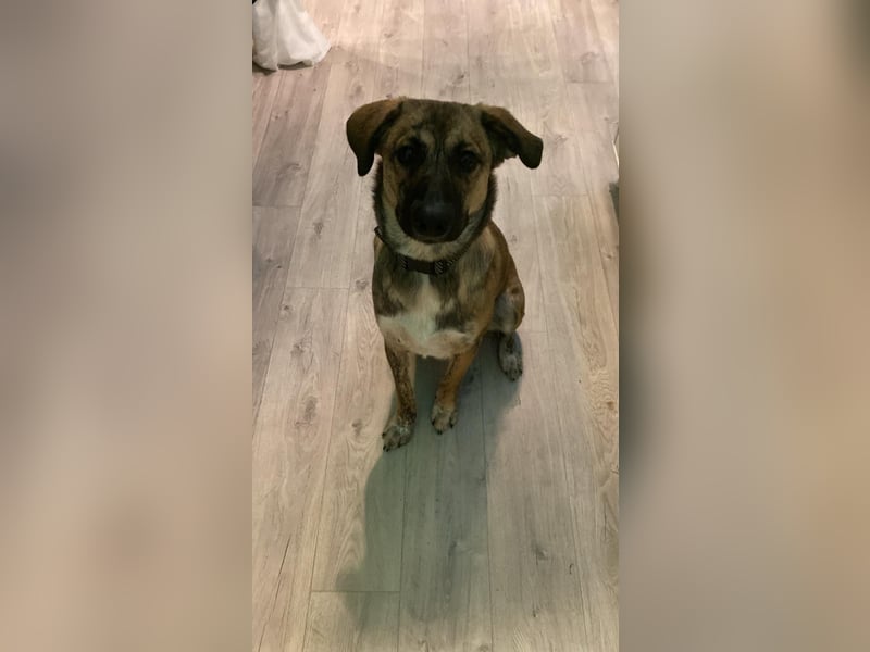 Goldi sucht sein Für Immer Zu Hause