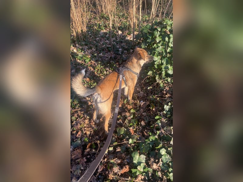 Goldi sucht sein Für Immer Zu Hause