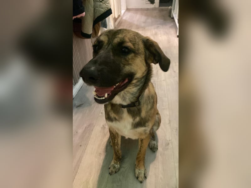 Goldi sucht sein Für Immer Zu Hause