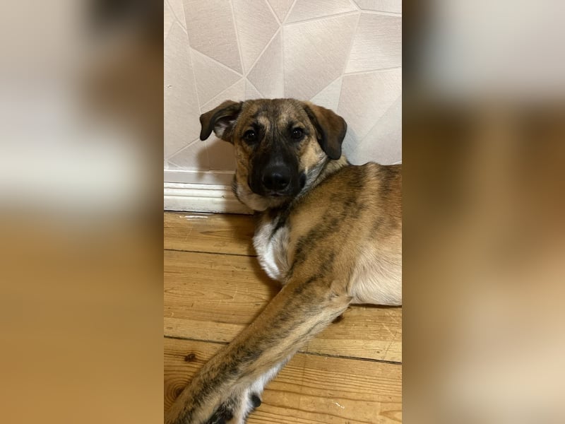 Goldi sucht sein Für Immer Zu Hause