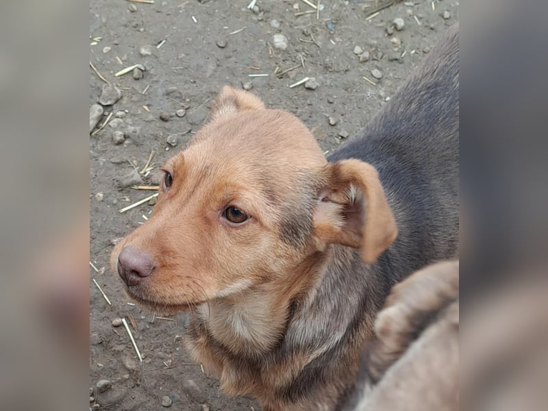 Junger PEDDY erobert dein herz im Sturm