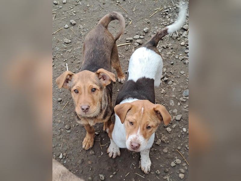 Junger PEDDY erobert dein herz im Sturm