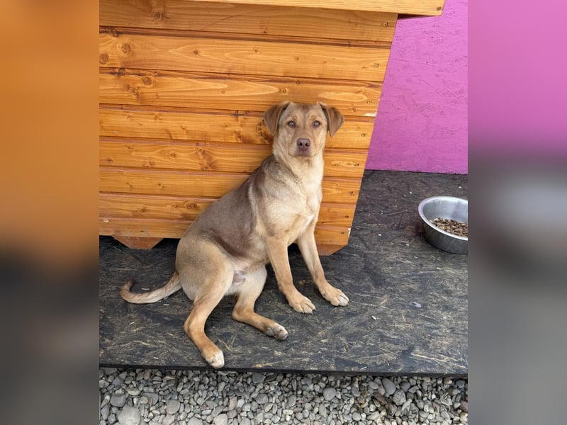 Junger PEDDY erobert dein herz im Sturm