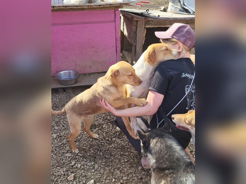 Junger PEDDY erobert dein herz im Sturm