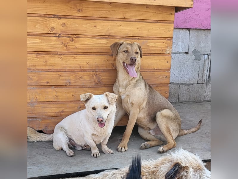 Junger PEDDY erobert dein herz im Sturm