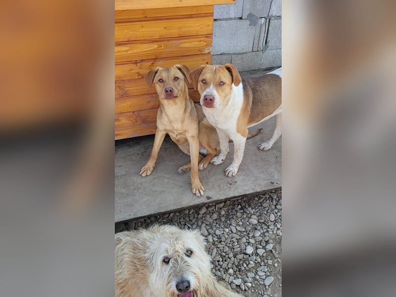 Junger PEDDY erobert dein herz im Sturm