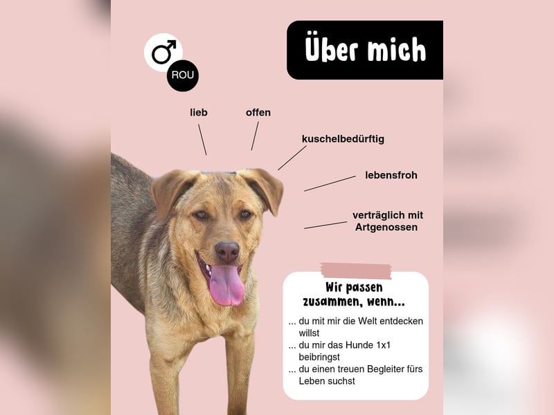 Junger PEDDY erobert dein herz im Sturm