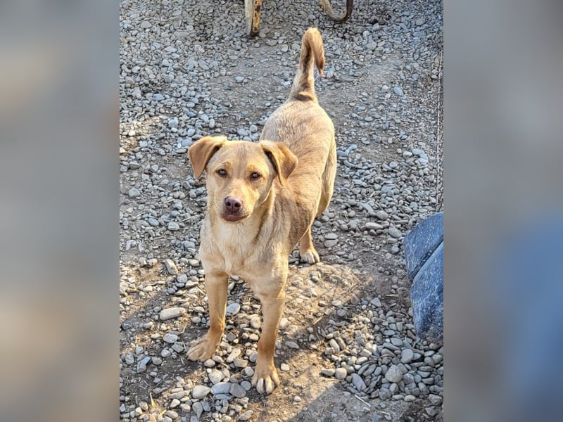 Junger PEDDY erobert dein herz im Sturm