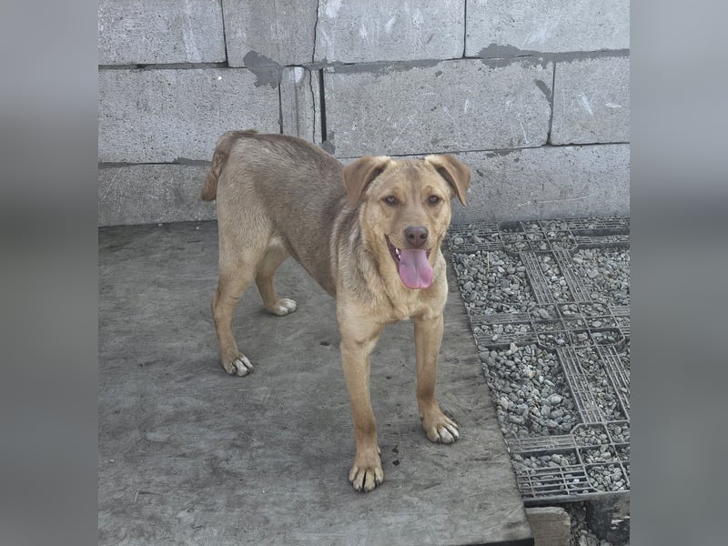 Junger PEDDY erobert dein herz im Sturm