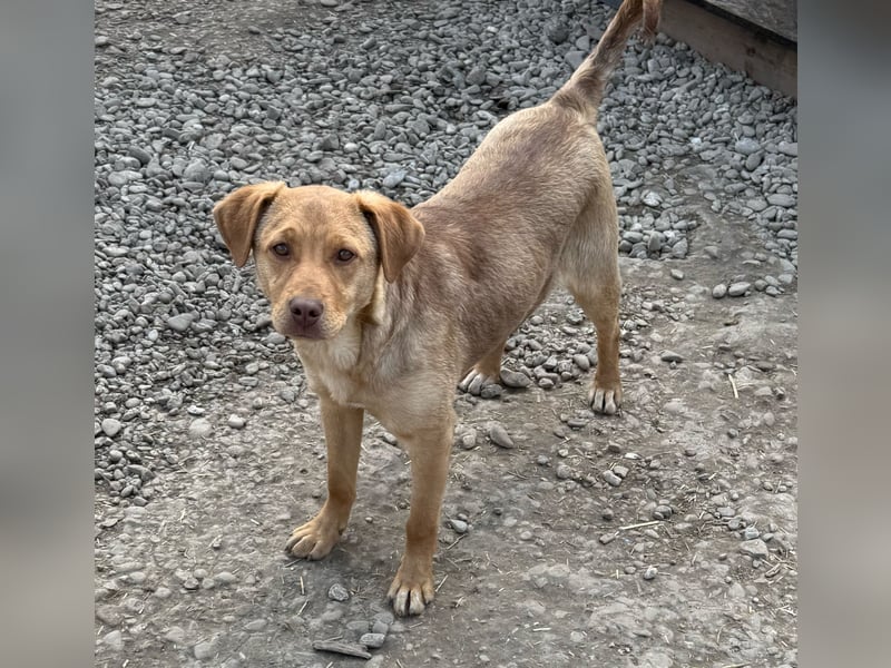 Junger PEDDY erobert dein herz im Sturm