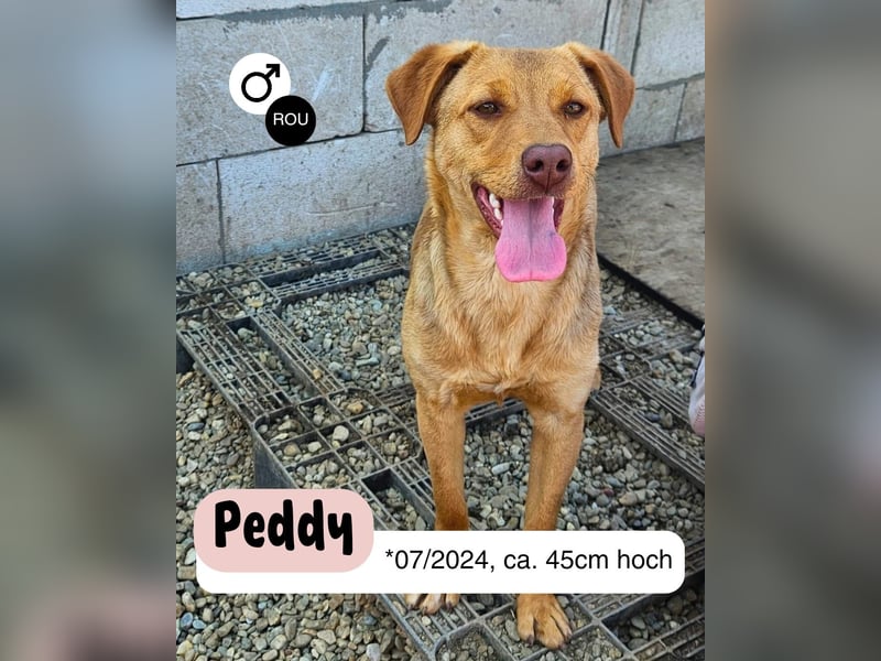 Junger PEDDY erobert dein herz im Sturm