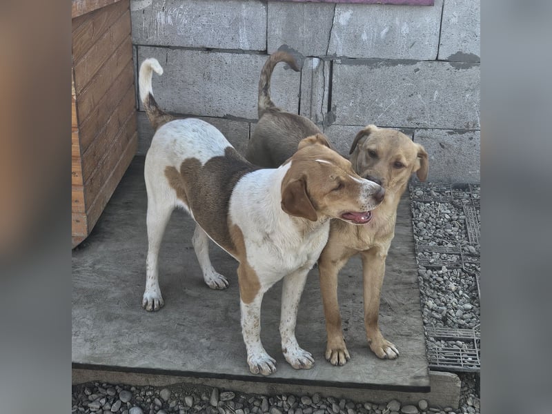 Junger PEDDY erobert dein herz im Sturm