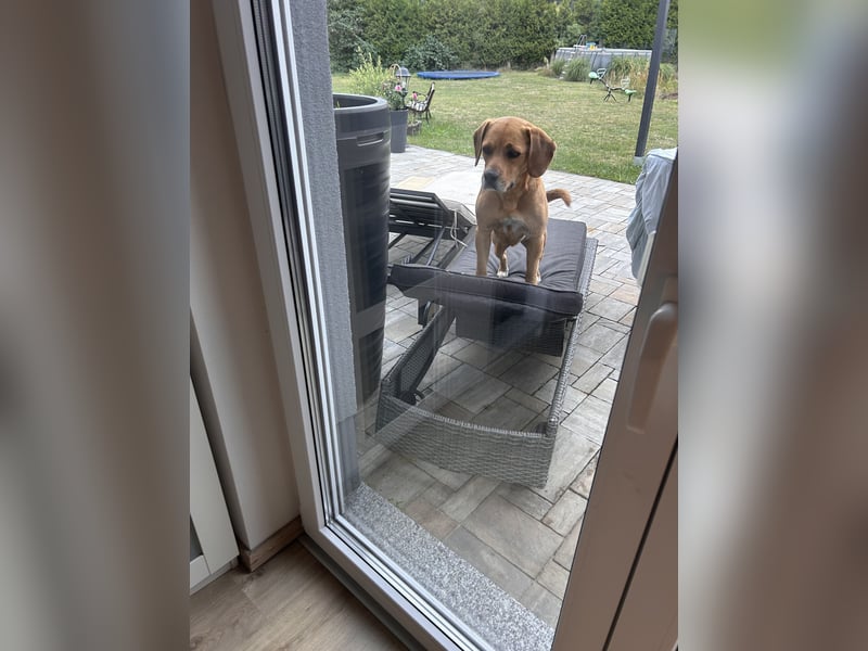 Unsre MischlingsHundin sucht ein erfahrenden Hundehalter