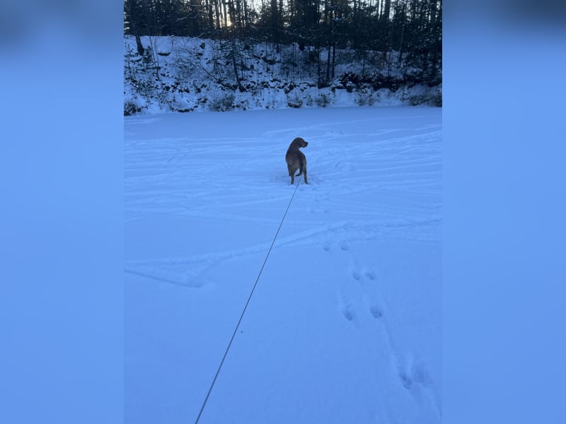 Unsre MischlingsHundin sucht ein erfahrenden Hundehalter
