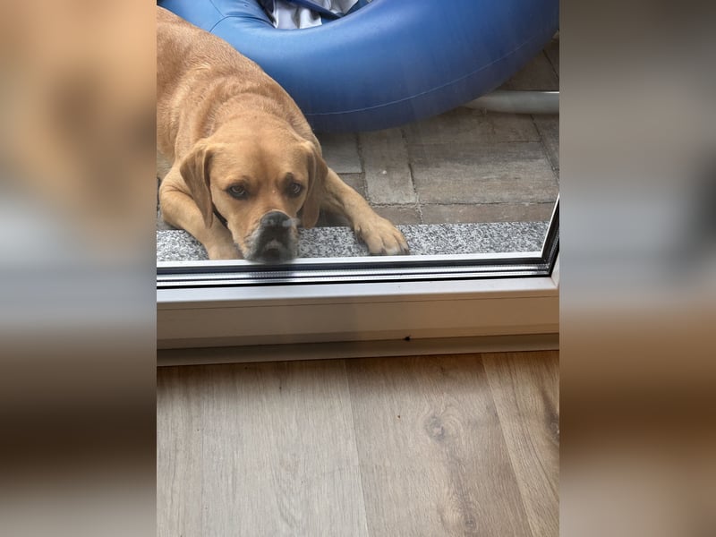 Unsre MischlingsHundin sucht ein erfahrenden Hundehalter