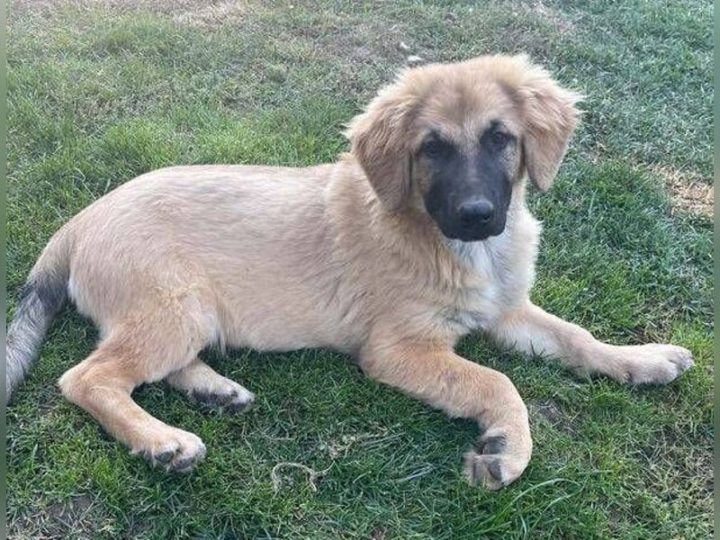 BARON -das Hundekind wurde weggeworfen 