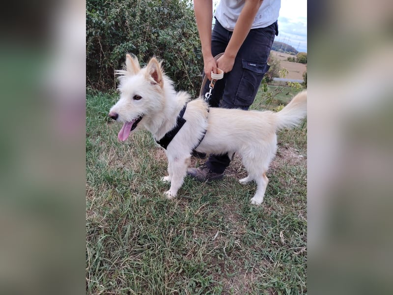 Zauberhafter Husky Terrier ähnlicher Jungrüde, 10Mon., kastriert