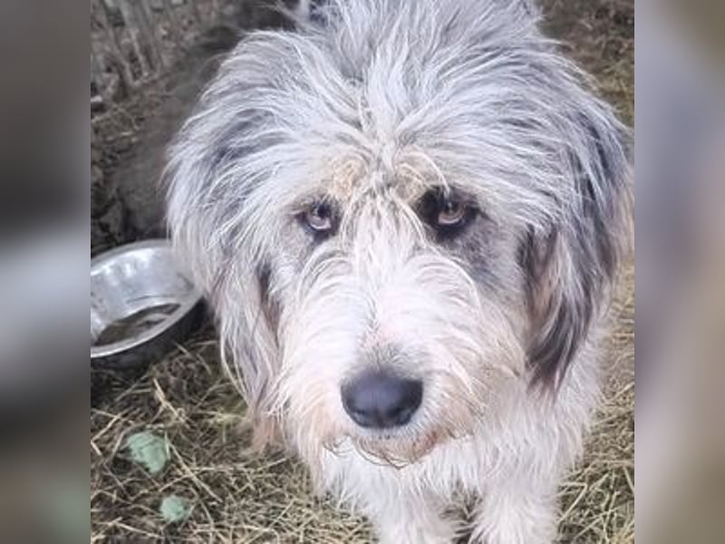 CAROLINA ist ein Traumhund