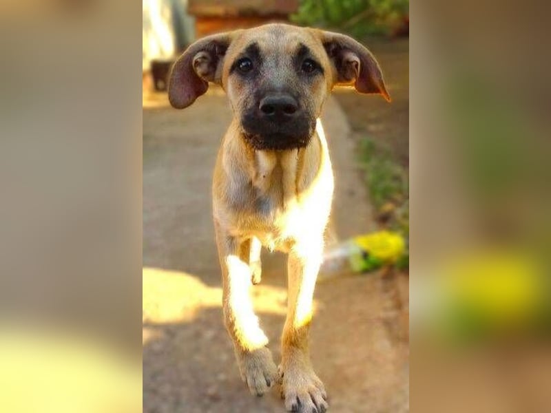 BEA ist in großer Gefahr