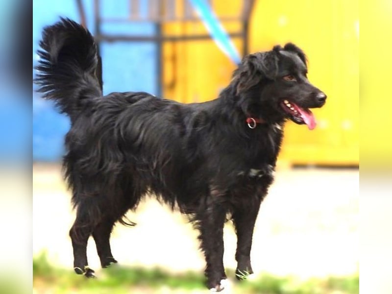 RINA  ist eine  besonders tolle Hundelady