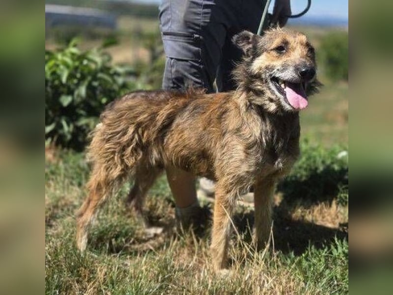 HUSCHI - bettelt um ein bisschen Glück