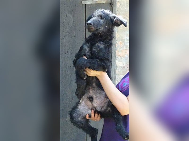 Paolo, Mischling, Welpe