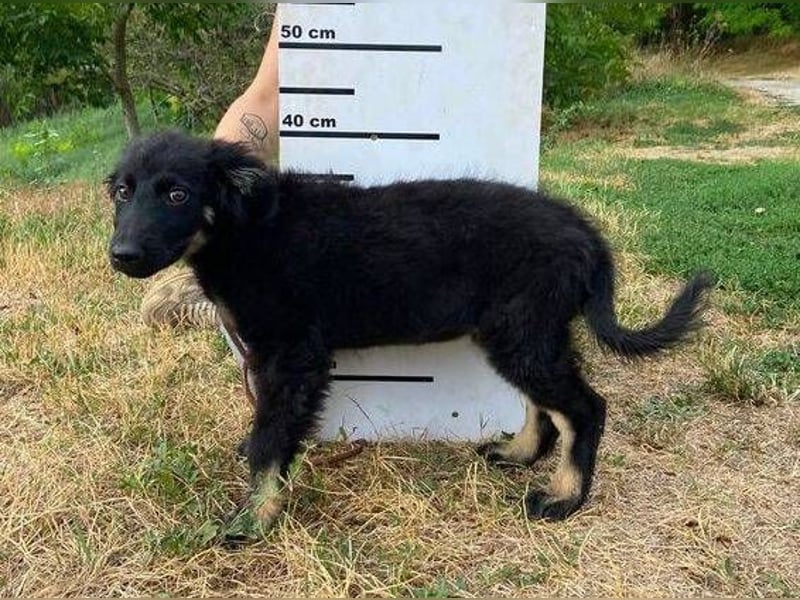 NIKKI das Hundkind wurde ausgesetzt