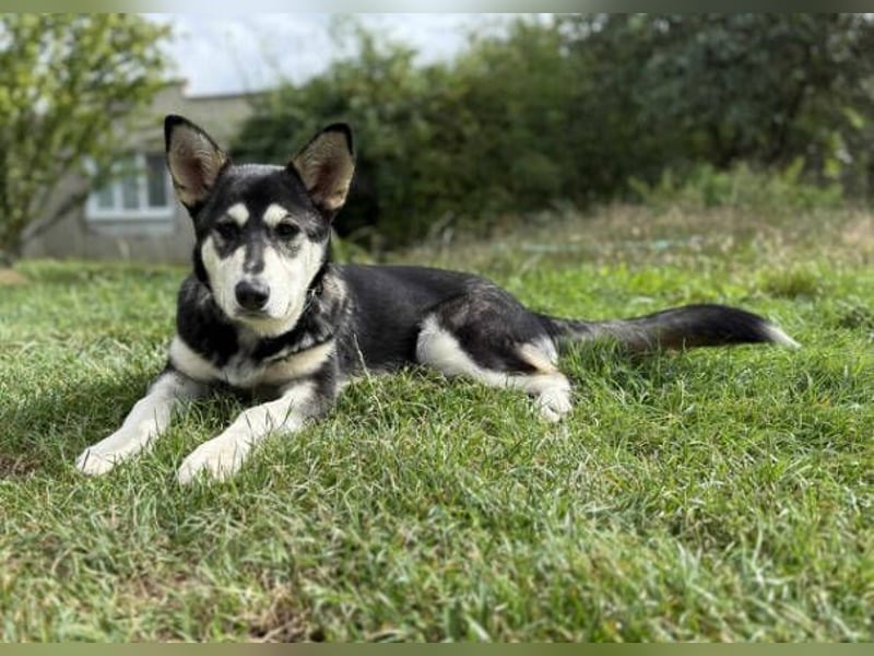 KEZIA , süßes HuskyMix Mädchen