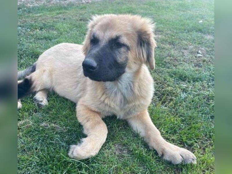 BARON -das Hundekind wurde weggeworfen 