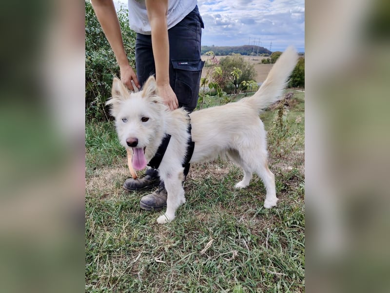 Zauberhafter Husky Terrier ähnlicher Jungrüde, 10Mon., kastriert