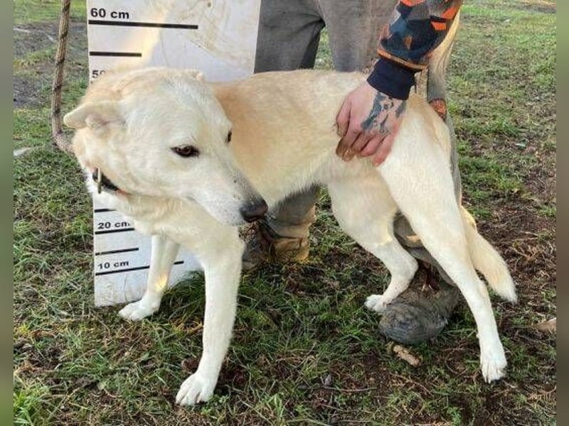 CHANTAL ist ein Traumhund CHANTAL ist ein Traumhund