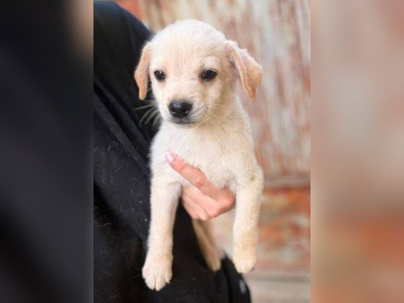 DORI ist ein herziges kleines Hundeherzchen