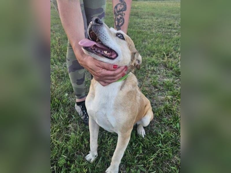 JACK ist eine Seele von Hund