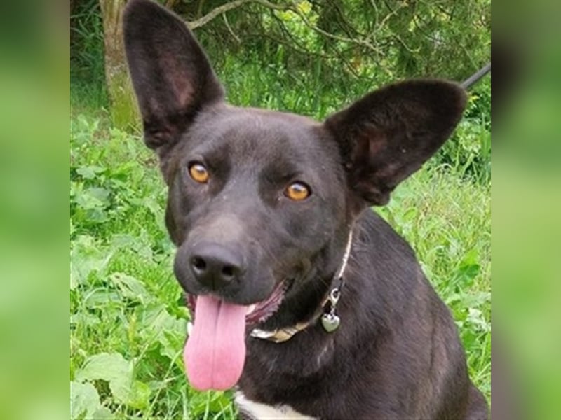 Syria, Schäferhund Mischling