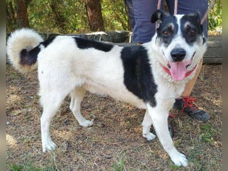 MISCHO,  hatte ein trauriges Leben