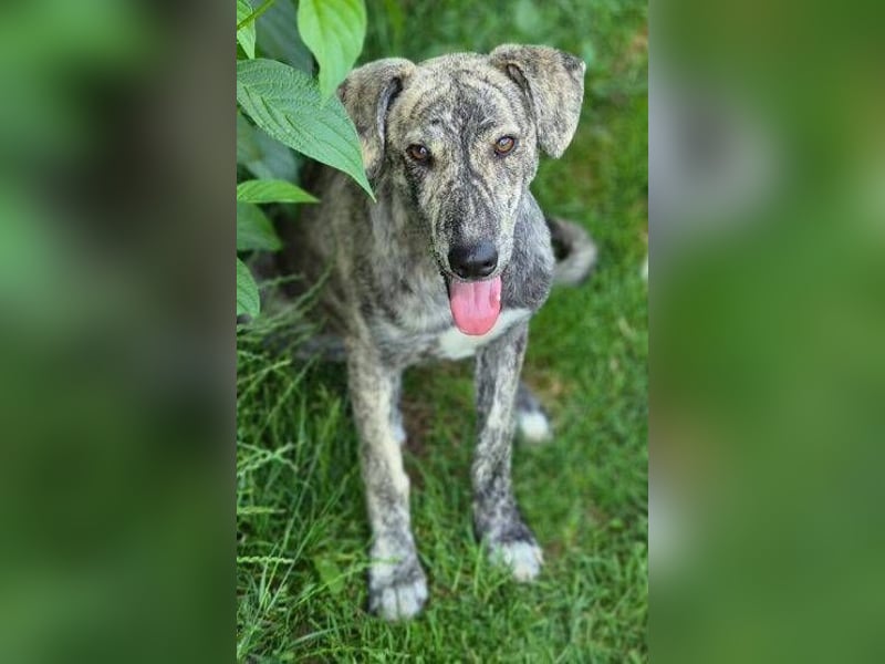 TIGRA sucht ein liebevolles Zuhause