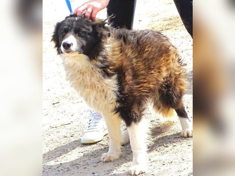 CASPER - bettelt um sein Leben