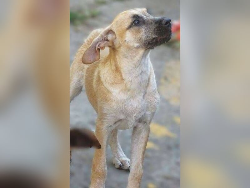 BEA ist in großer Gefahr