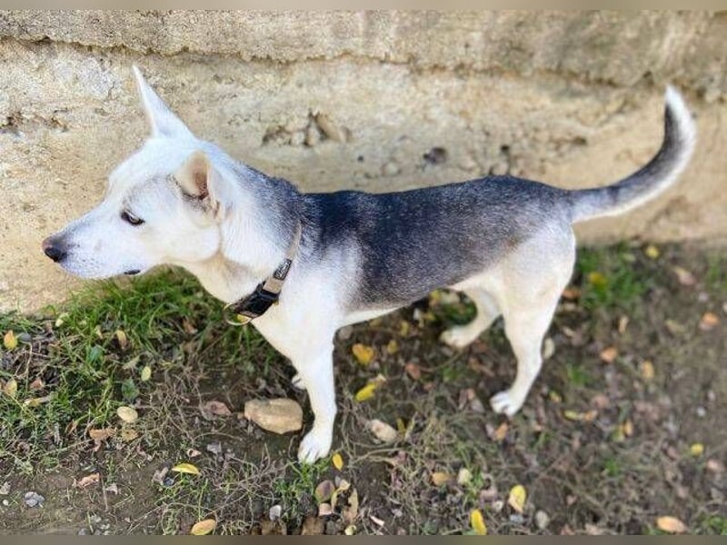 SVEN ist ein fröhlicher Jungspund