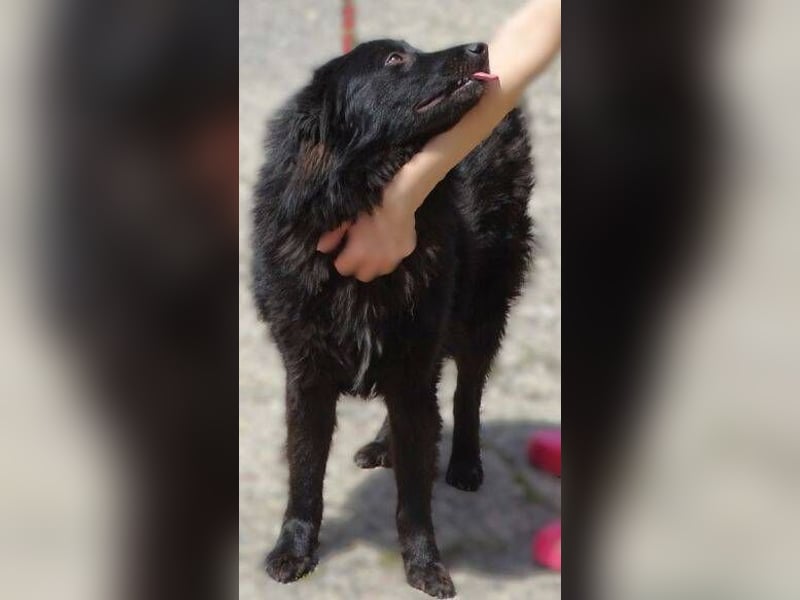 BARNEY muss um sein Leben fürchten