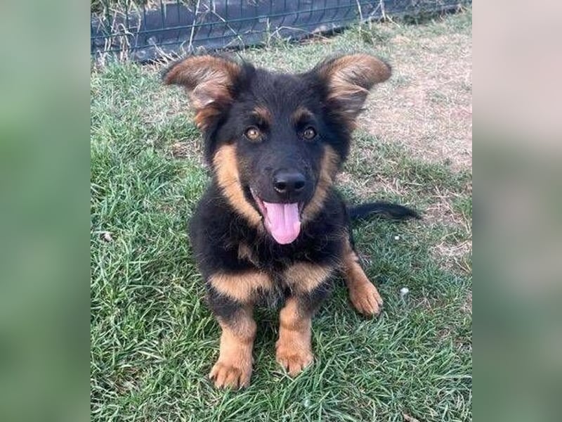 SULTAN das Hundkind wurde zurück gelassen