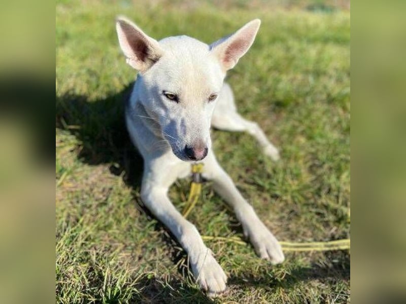 SVEN ist ein fröhlicher Jungspund