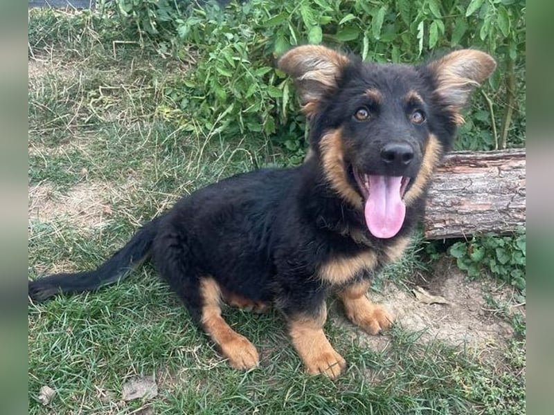 SULTAN das Hundkind wurde zurück gelassen